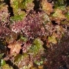 Heuchera micrantha 'Palace Purple' -- Purpurglöckchen